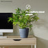 Plastic Plant Pot with Wave Design 18cm Grey