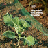 6pc Garden Netting - Green
