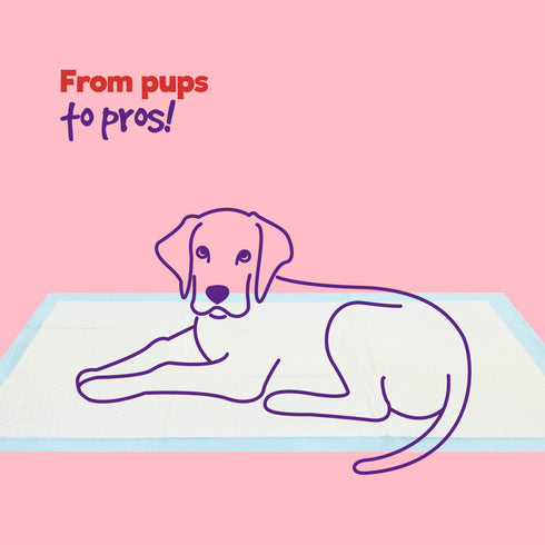 Puppy Dog/Kitten Toilet Training Pads - Pack of 50 Large