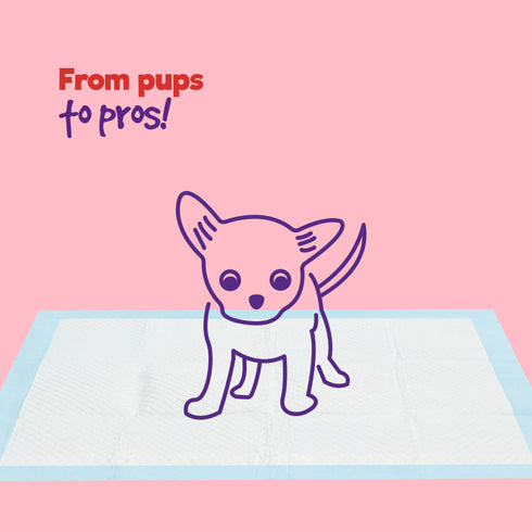 Puppy Dog/Kitten Toilet Training Pads - Pack of 50 Small