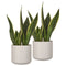 14cm Round Plant Pot Set of 2 - Matt White