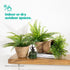 14cm Small Seagrass Plant Pots Set of 3